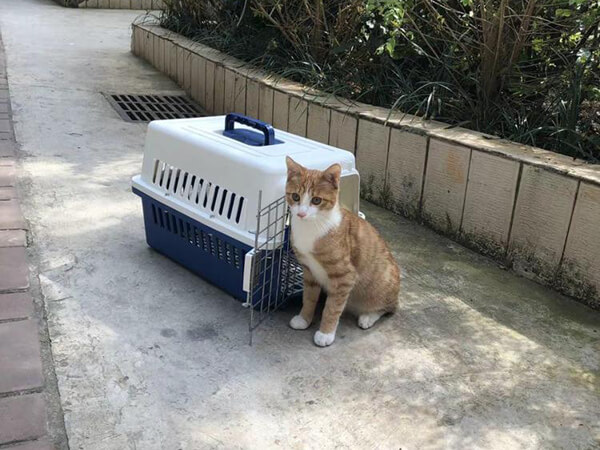宠物托运有关条例以及注意事项