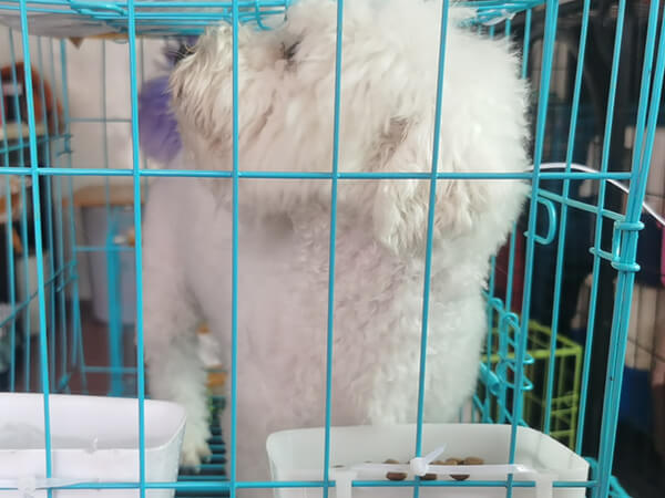 出国宠物托运